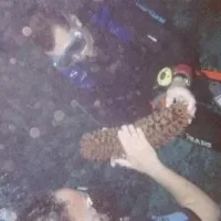 anenome.jpg