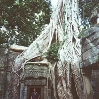 tree.jpg